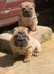 Shar pei puppies looking for their forever homes.