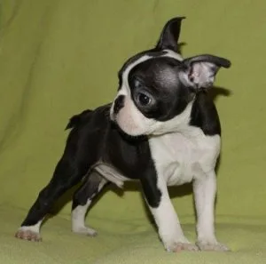 Boston Terrier Puppies.