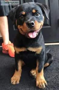 Best Of The Best Rottweiler Puppies For Sale  All