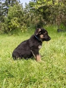 German Shepherd Puppies.