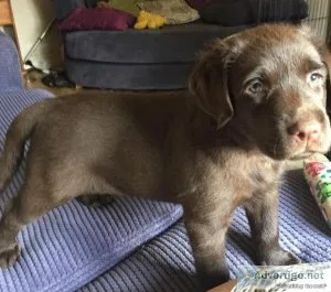 Absolutely Stunning  Labrador.