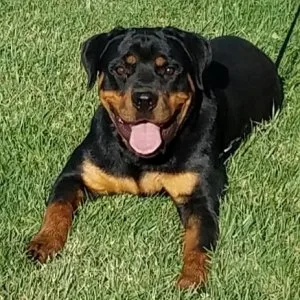 AKC Rottweiler puppy