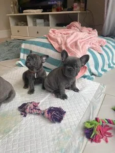 Healthy French Bulldog Puppies for sale.