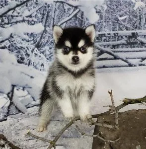Pomsky Puppies For Sale