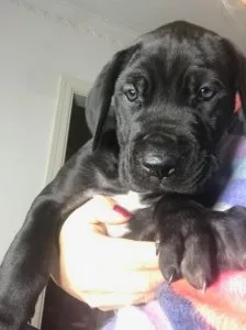 Registered Blue Great Dane Puppies.