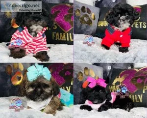 Shihpoo Puppies