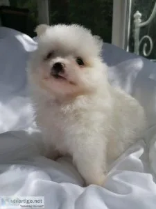 ftjg  pomeranian puppies for sale