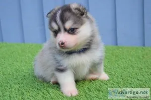 Good looking Pomskys Available.