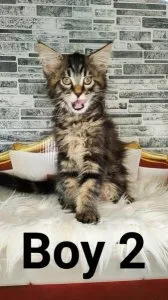 6 Beautiful Maine Coon kittens looking for loving families