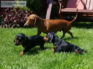 Fantastic Dachshund Puppies