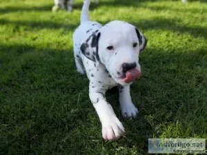 male and female Dalmatian Puppies available.