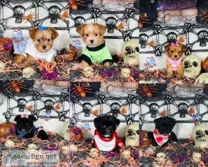 Shorkie Tzu Puppies