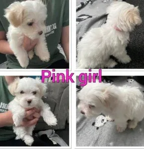 bher Charming Maltese puppies