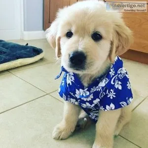 Golden Retriever Puppies