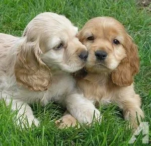 Very romantic Cocker Spaniel Puppies