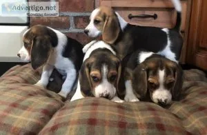 Beagle Babies great for Kids.