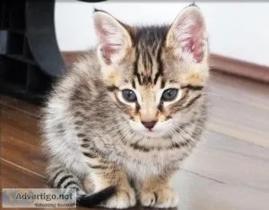 Gorgeous Fabulous Savannah Kittens.