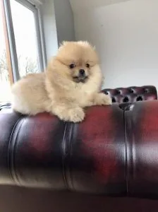 Pomeranian pups need their forever homes.