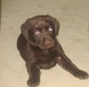 Labrador Retriever Puppy For Sale.