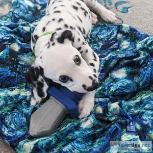 Dalmatian puppies 8weeks