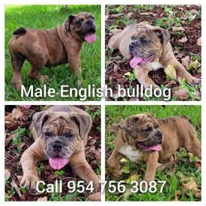 English Bulldog