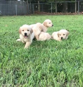 Registered Golden Retriever Puppies for sale.