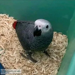 Playful African grey parrot for sale