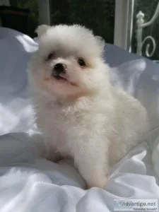 tjky pomeranian puppies for sale