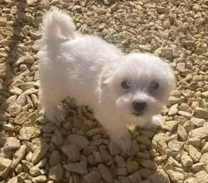 jryy Charming Maltese puppies