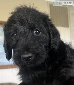 Labradoodle Puppies