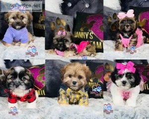 Shichon Puppies