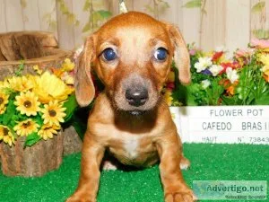 DachshundJack Mix. Super Sweet.