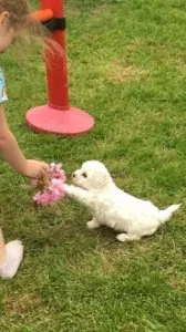 playful and fun loving MaleFemale Bichon Frise.
