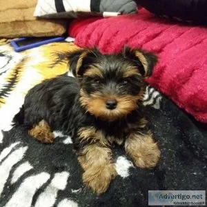 Gorgeous home trained Yorkiey babies for your home