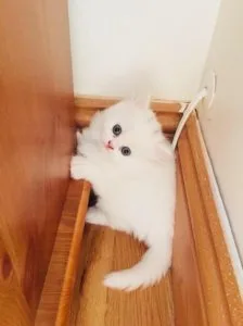 MALE AND FEMALE PERSIAN KITTENS
