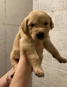 gkyy Golden Retriever puppies