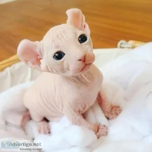 100% Male and Female Sphynx kittens
