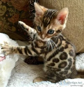Registered Male and Female Bengal  Kittens.