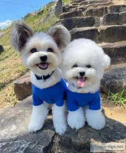 Puppy&rsquos are available for pickup text me 1(201) 619-5106