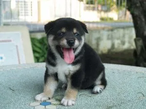 Shiba Inu looking for their forever homes
