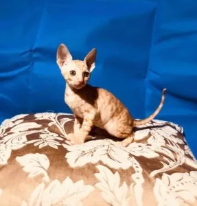 I have for sale 2 Cornish Rex kittens.