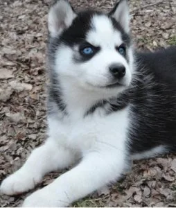Siberian husky Puppies.