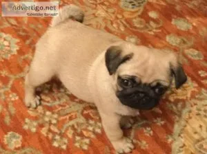 Adorable Pugs Puppies in need of loving homes.