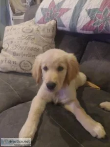 AKC golden retriever puppies