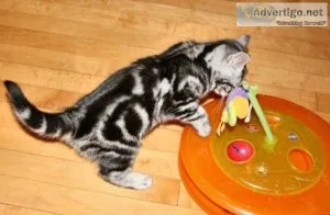 My American shorthair kittens are for sale.