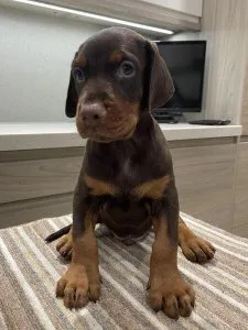 Beautiful union Doberman Puppies