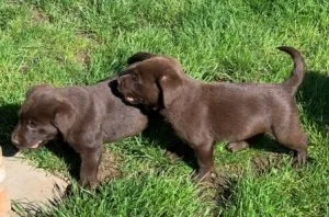 12 weeks old nice Labrador puppies ready for sale.