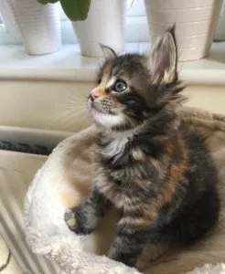 Available Maine Coon Kittens.