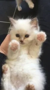 Gorgeous pedigree Birmans kittens