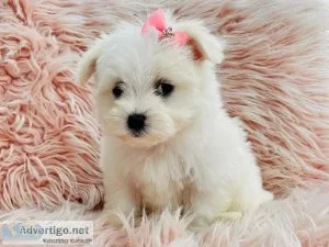 MicroTeacup Maltese Puppies male  and female  for sale.